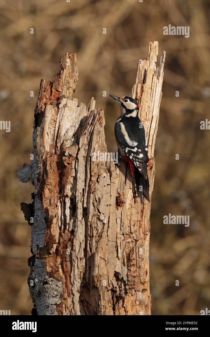 Erwachsener männlicher Spechte (Dendrocopus Major), der auf einem Stamm sitzt Stockfoto