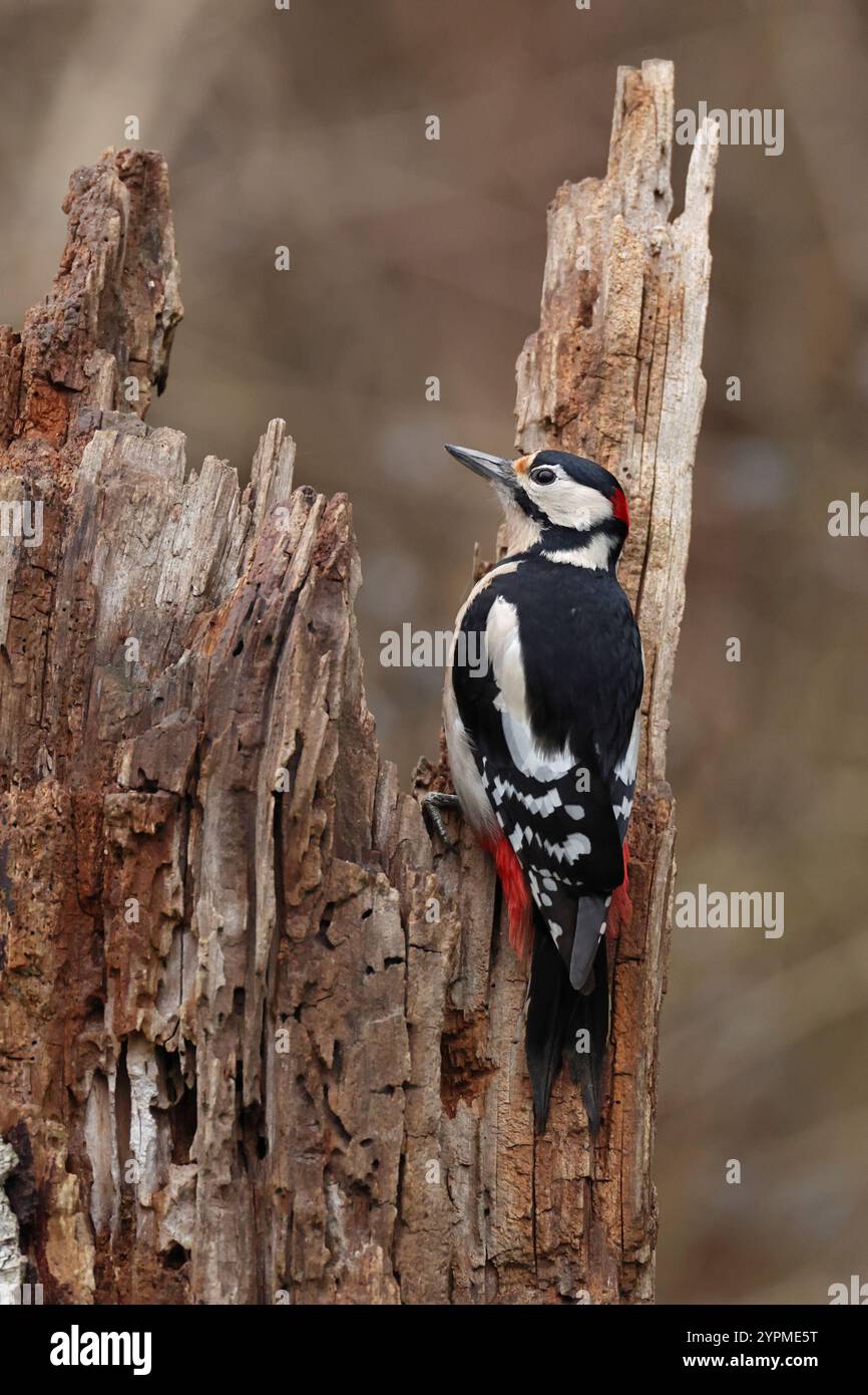 Erwachsener männlicher Spechte (Dendrocopus Major), der auf einem Stamm sitzt Stockfoto