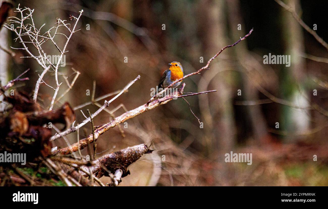 Dundee, Tayside, Schottland, Großbritannien. Dezember 2024. UK Wildlife: Templeton Woods in Dundee hat feuchtes und helles Dezemberwetter, das die natürliche Pracht im Spätherbst unterstreicht. Ein freundlicher Robin Redbreast-Vogel sitzt auf einem Baum in der Nähe und reagiert auf das Zwitschern eines Smartphones und posiert für Fotos. Quelle: Dundee Photographics/Alamy Live News Stockfoto