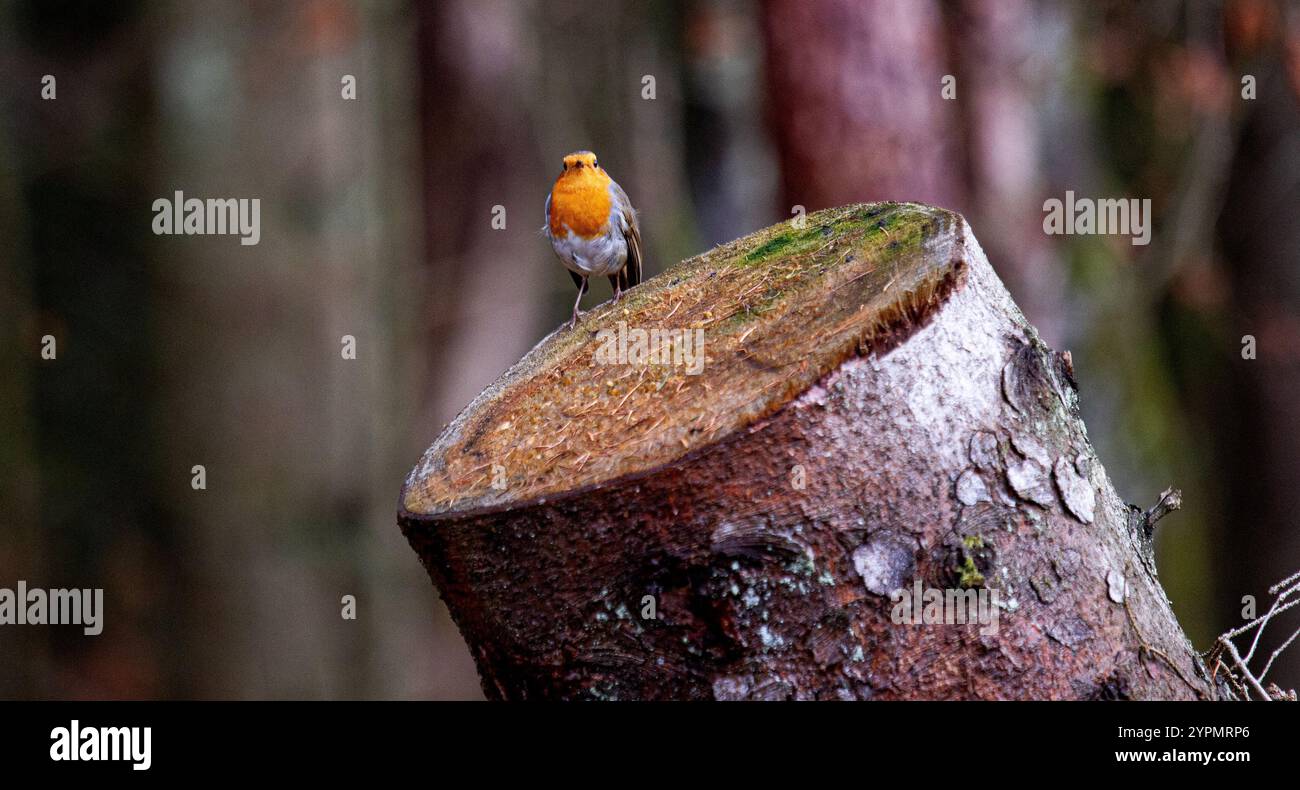 Dundee, Tayside, Schottland, Großbritannien. Dezember 2024. UK Wildlife: Templeton Woods in Dundee hat feuchtes und helles Dezemberwetter, das die natürliche Pracht im Spätherbst unterstreicht. Ein freundlicher Robin Redbreast-Vogel sitzt auf einem Baum in der Nähe und reagiert auf das Zwitschern eines Smartphones und posiert für Fotos. Quelle: Dundee Photographics/Alamy Live News Stockfoto