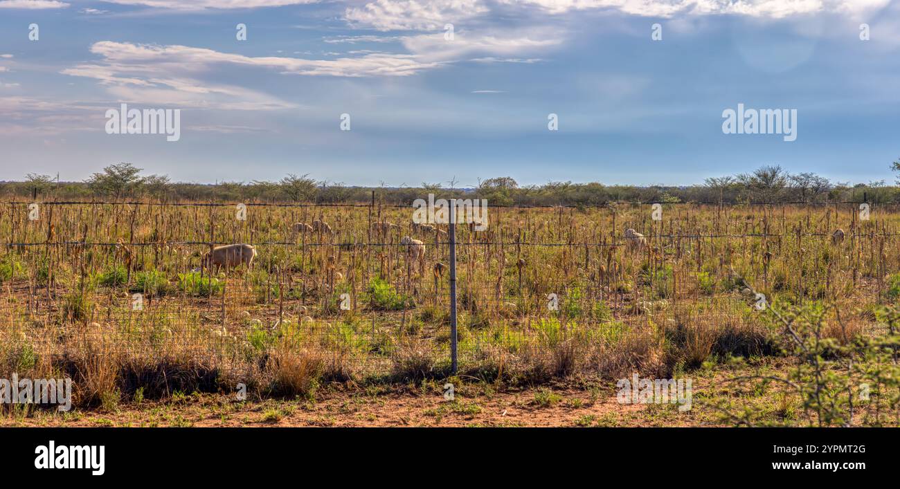 Freilandschweine und Schafe, die auf einem Bauernhof im Busch weiden, afrikanischer Kleinunternehmer Stockfoto