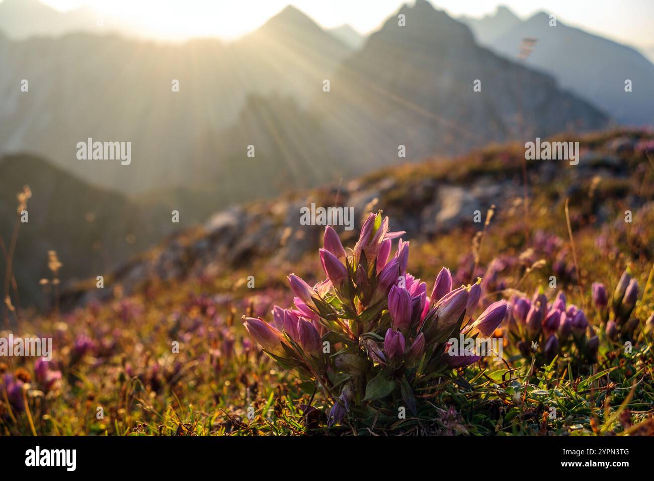 Sonnenlicht bei Sonnenaufgang. Gentiana germanica Pflanze (Gentiana rhaetica). Karwendelgebirge. Nördliche Kalkalpen. Tirol, Österreich. Europa. Stockfoto