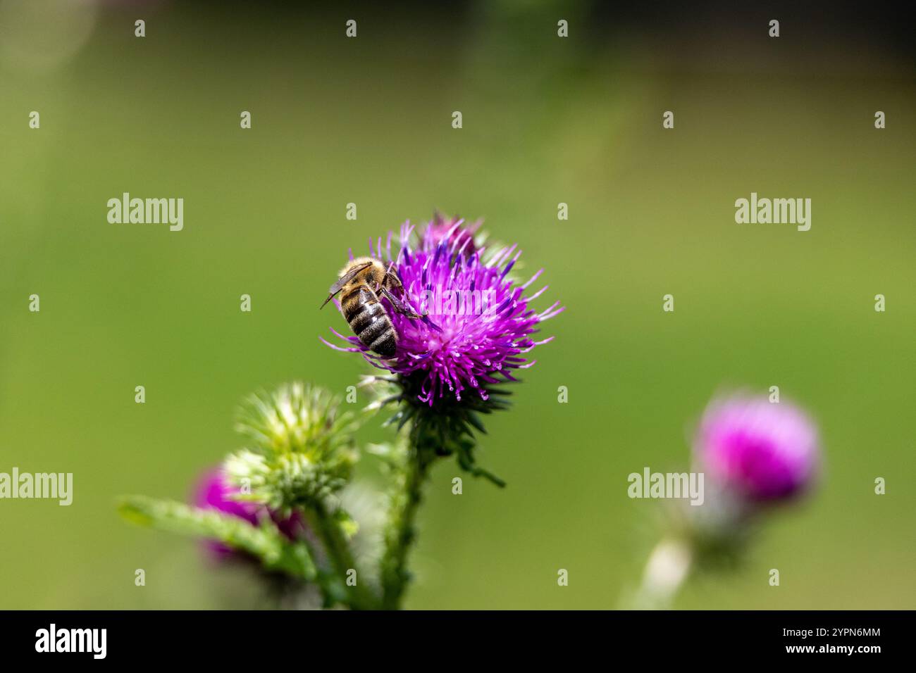 Biene auf einer lila Distelblume auf der Wiese Stockfoto