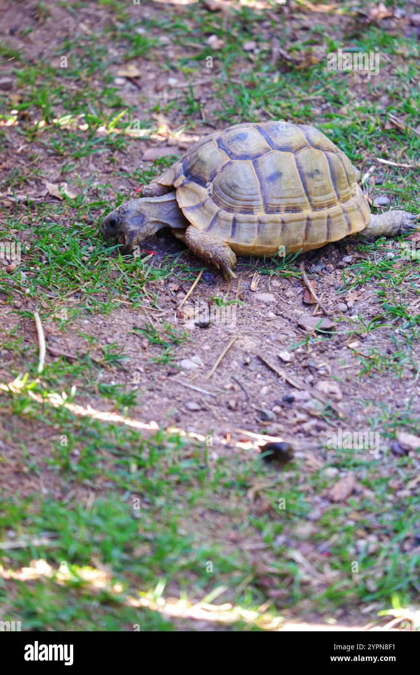 Europäische Landschildkröte bewegt sich auf Gras Stockfoto