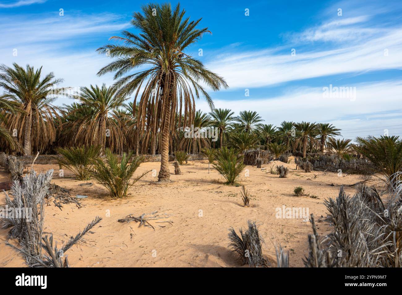 Date Palm Oasis in der Nähe der Stadt Douz, Tunesien. Stockfoto