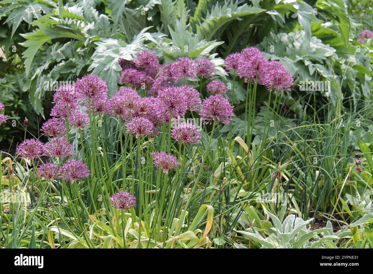 Eine schöne Gartenausstellung von Allium Purple Blume Pflanzen. Stockfoto