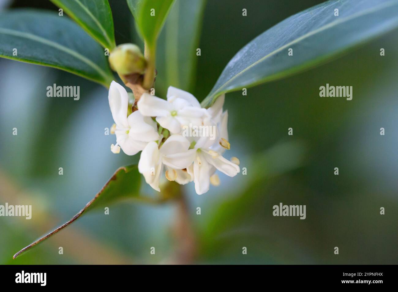 Falsche stechpalme (Osmanthus heterophyllus) Blüten. Immergrüner Baum mit Oleaceae-Dioecious. Von Oktober bis Dezember blühen weiße Blüten mit süßem Duft. Stockfoto