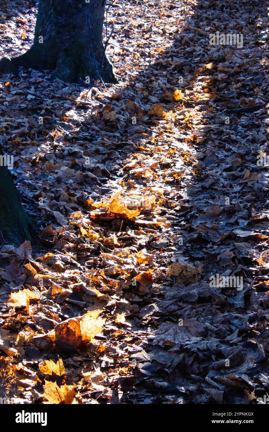 Waldweg, gefrorene Blätter Stockfoto