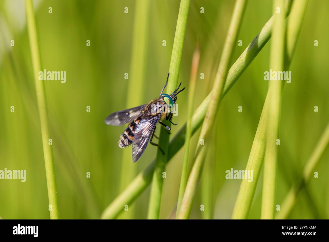 Zweilappiger Deerfly; Chrysops relictus; Schottland; Vereinigtes Königreich Stockfoto