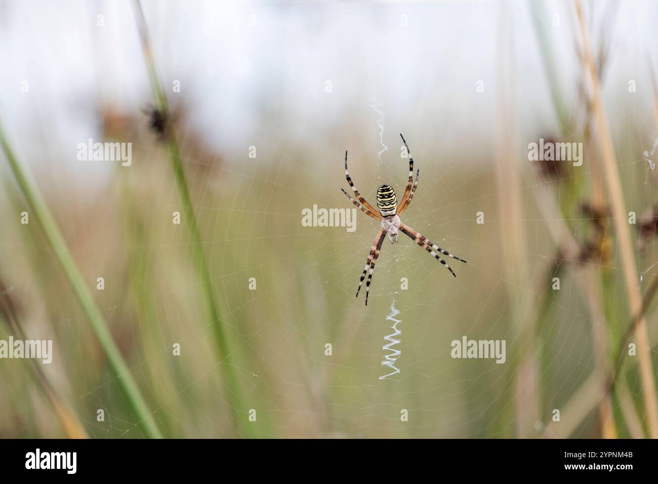 Wespenspinne; Argiope bruennichi; im Internet; Großbritannien Stockfoto