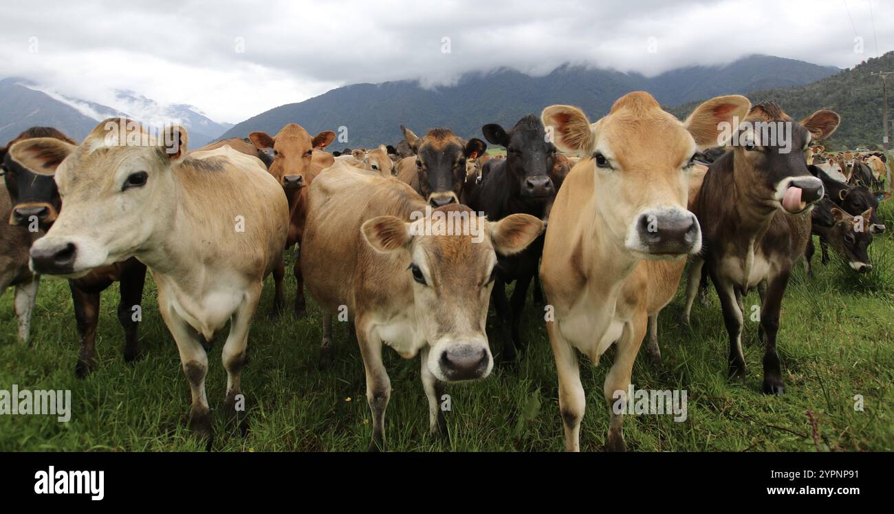 Jersey-Kühe nähern sich der Kamera im Feld mit Wolken und Bergen in der Ferne Stockfoto