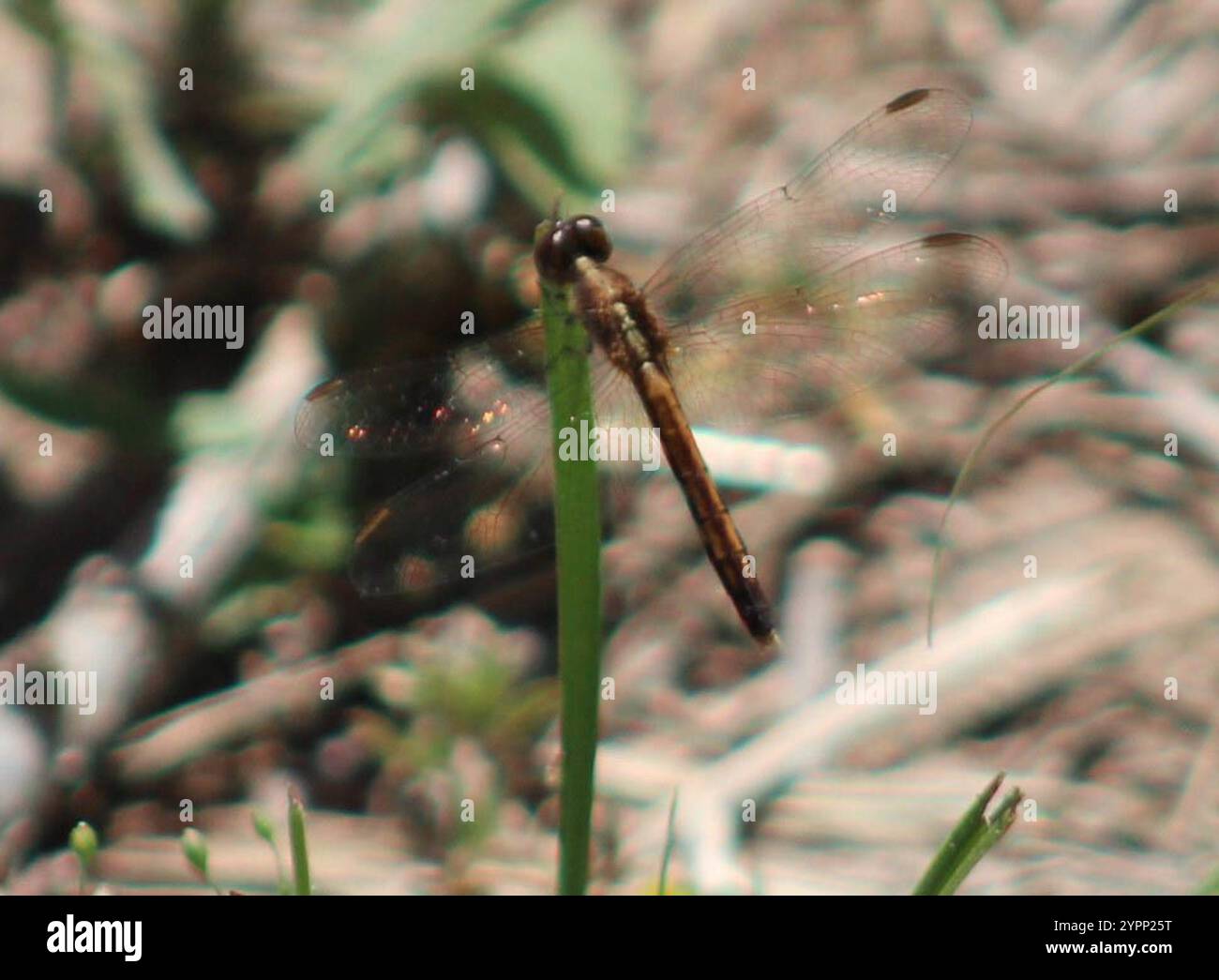 Little Blue Dragonlet (Erythrodiplax minuscula) Stockfoto