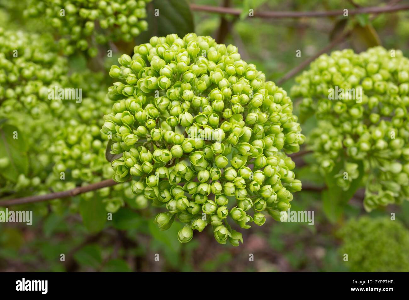 Viburnum Alleghany Blätter und Blütenknospen - lateinischer Name - Viburnum x rhytidophylloides Alleghany grüne Knospen auf grünem Hintergrund, Frühling Stockfoto