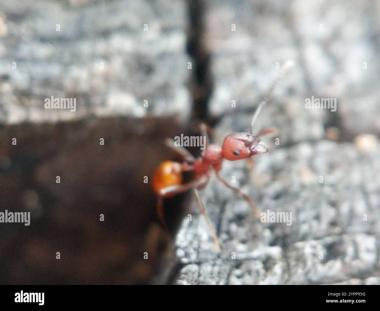 Tennessee Halsbandantente (Aphaenogaster tennesseensis) Stockfoto