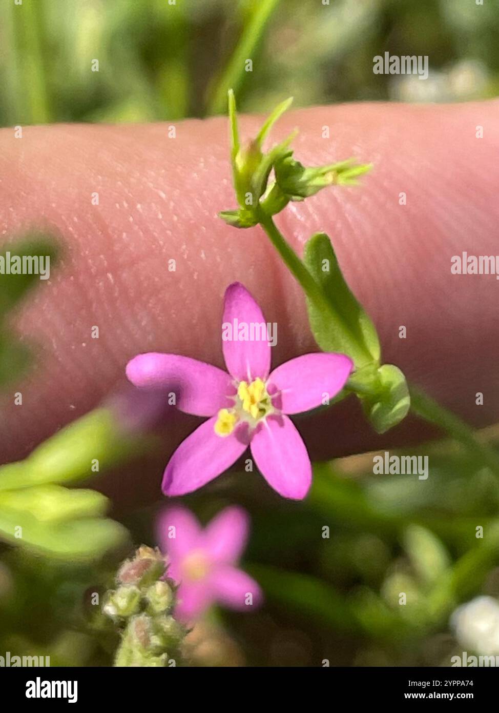 Weniger Zentaury (Centaurium pulchellum) Stockfoto