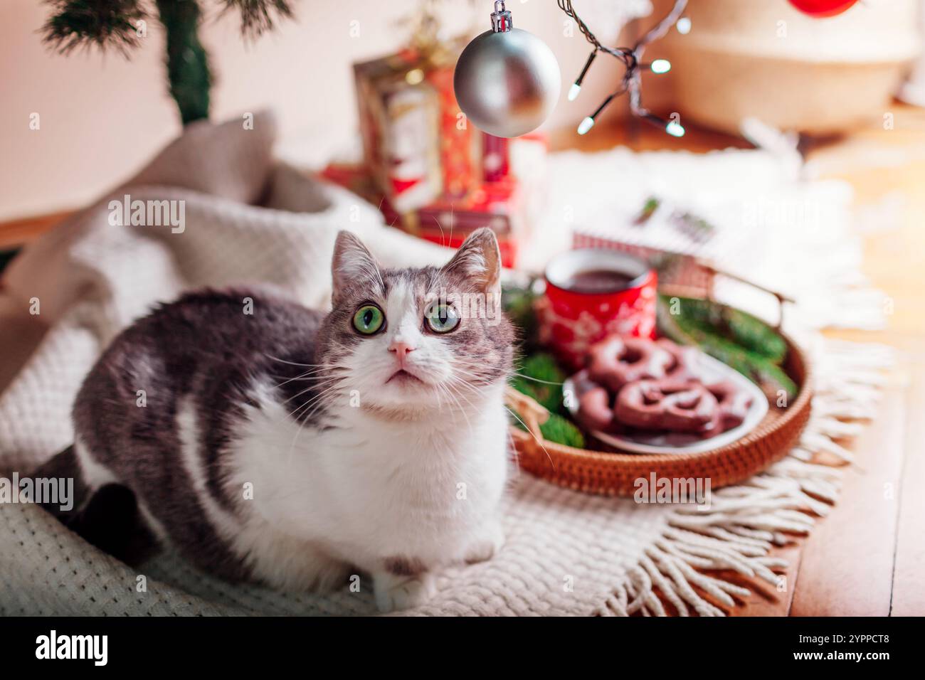 Katze liegend bei Kaffee und Lebkuchen auf Tablett unter geschmücktem Weihnachtsbaum zu Hause. Neugieriges Haustier schaut auf Lichter und Ornamente Stockfoto