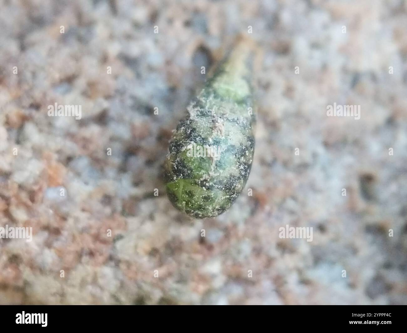Variable Duskyface Fly (Melanostoma mellinum) Stockfoto