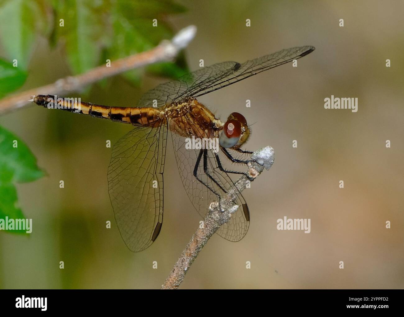 Little Blue Dragonlet (Erythrodiplax minuscula) Stockfoto