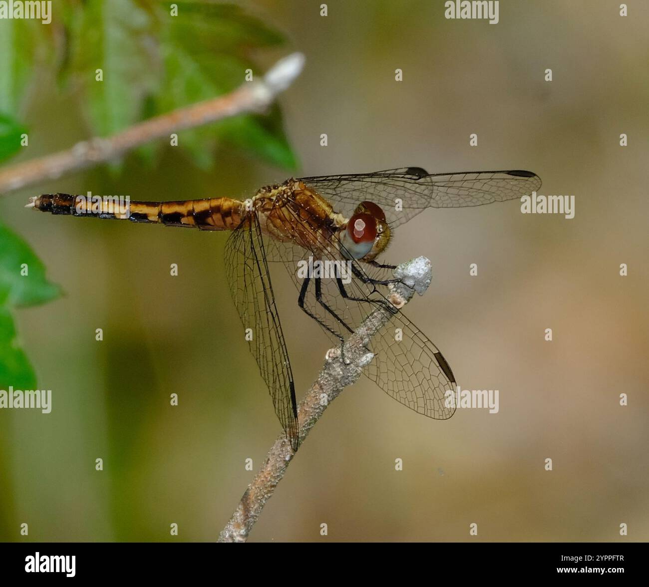 Little Blue Dragonlet (Erythrodiplax minuscula) Stockfoto