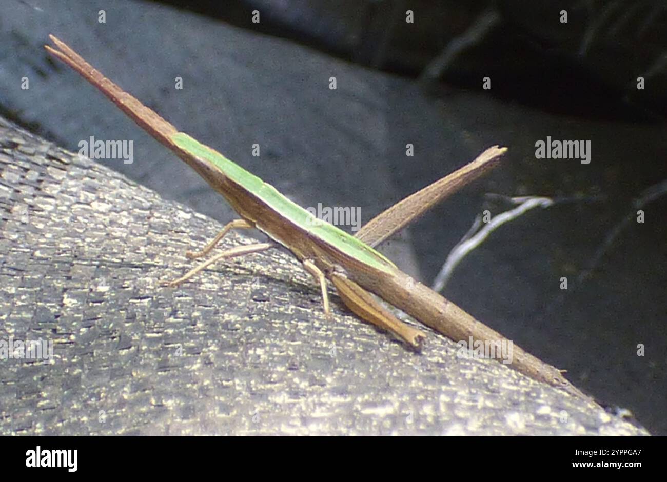 Langhaarige Zahnstocher Grasshopper (Achurum carinatum) Stockfoto