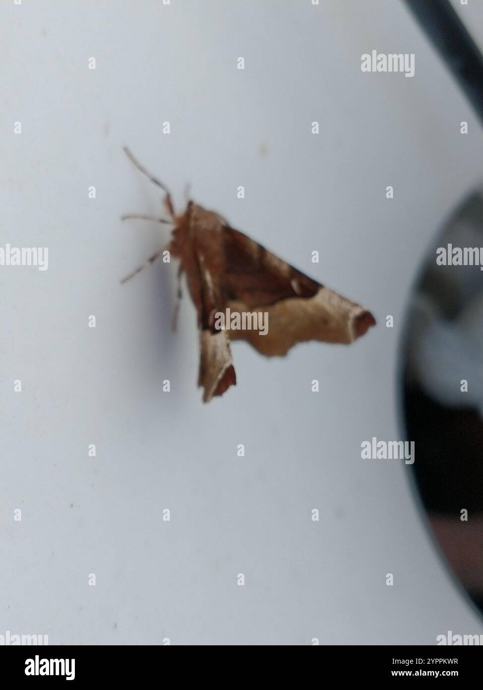Lila Thorn (Selenia Tetralunaria) Stockfoto