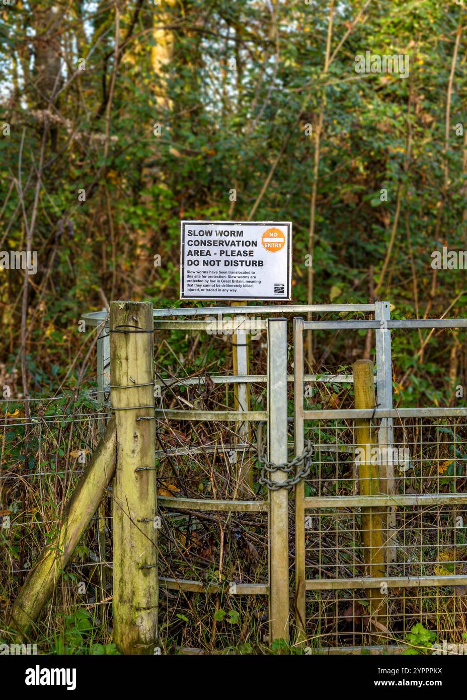 Slow Worm Conservation Public Signage Board im Country Park. Stockfoto