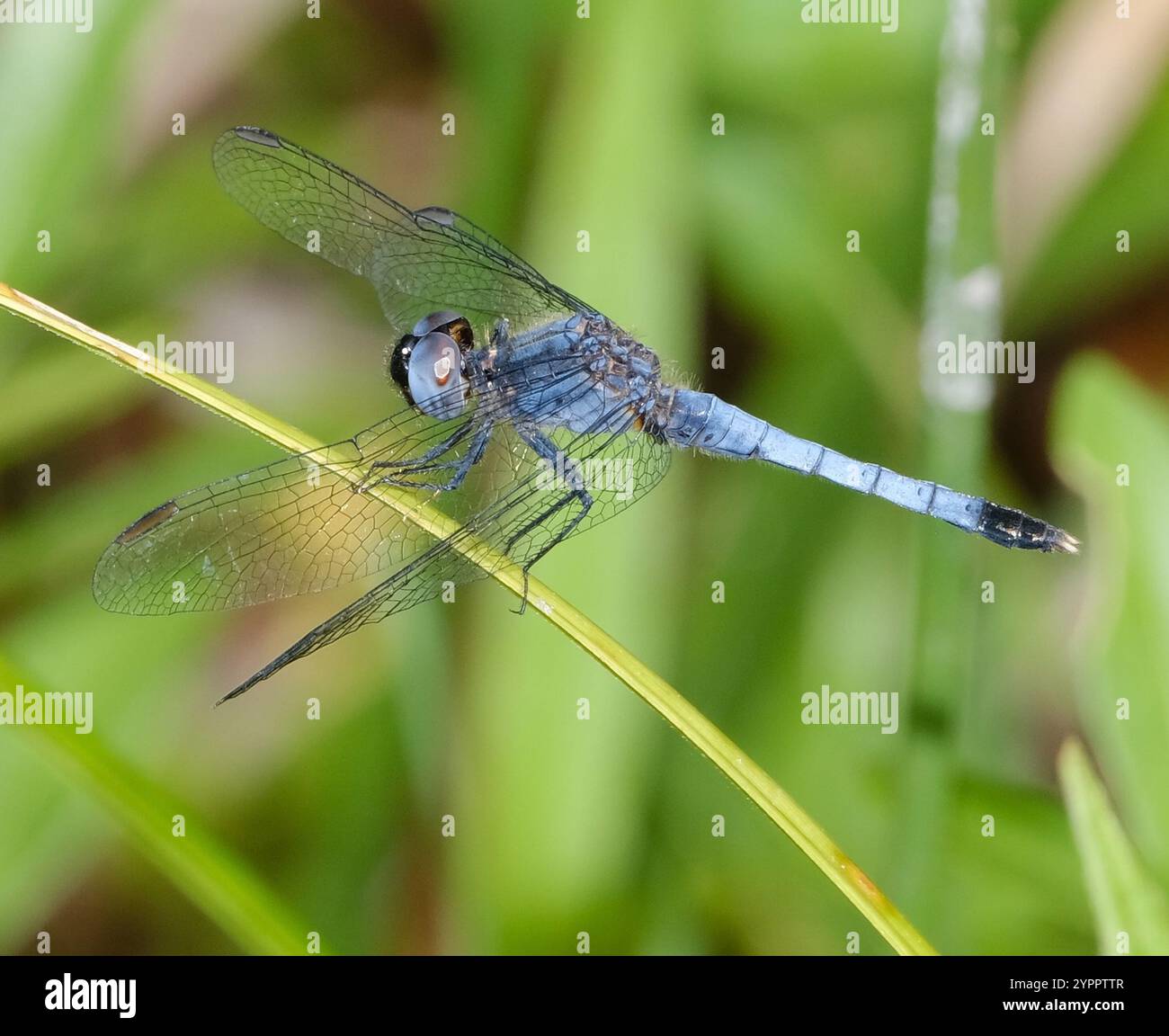 Little Blue Dragonlet (Erythrodiplax minuscula) Stockfoto