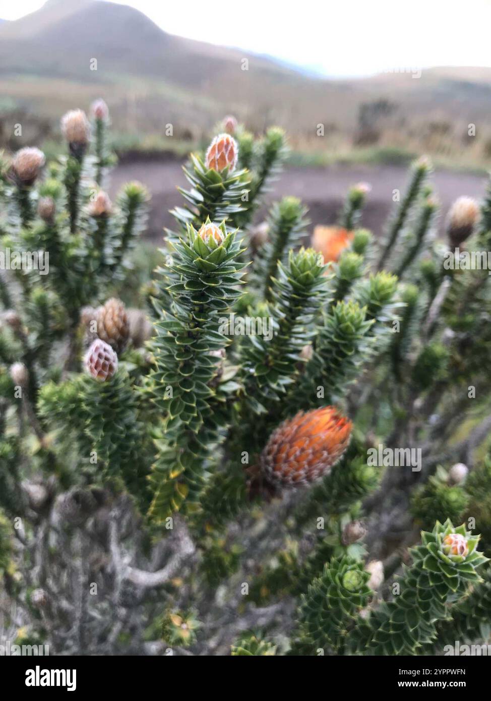 Chuquiragua (Chuquiraga jussieui) Stockfoto