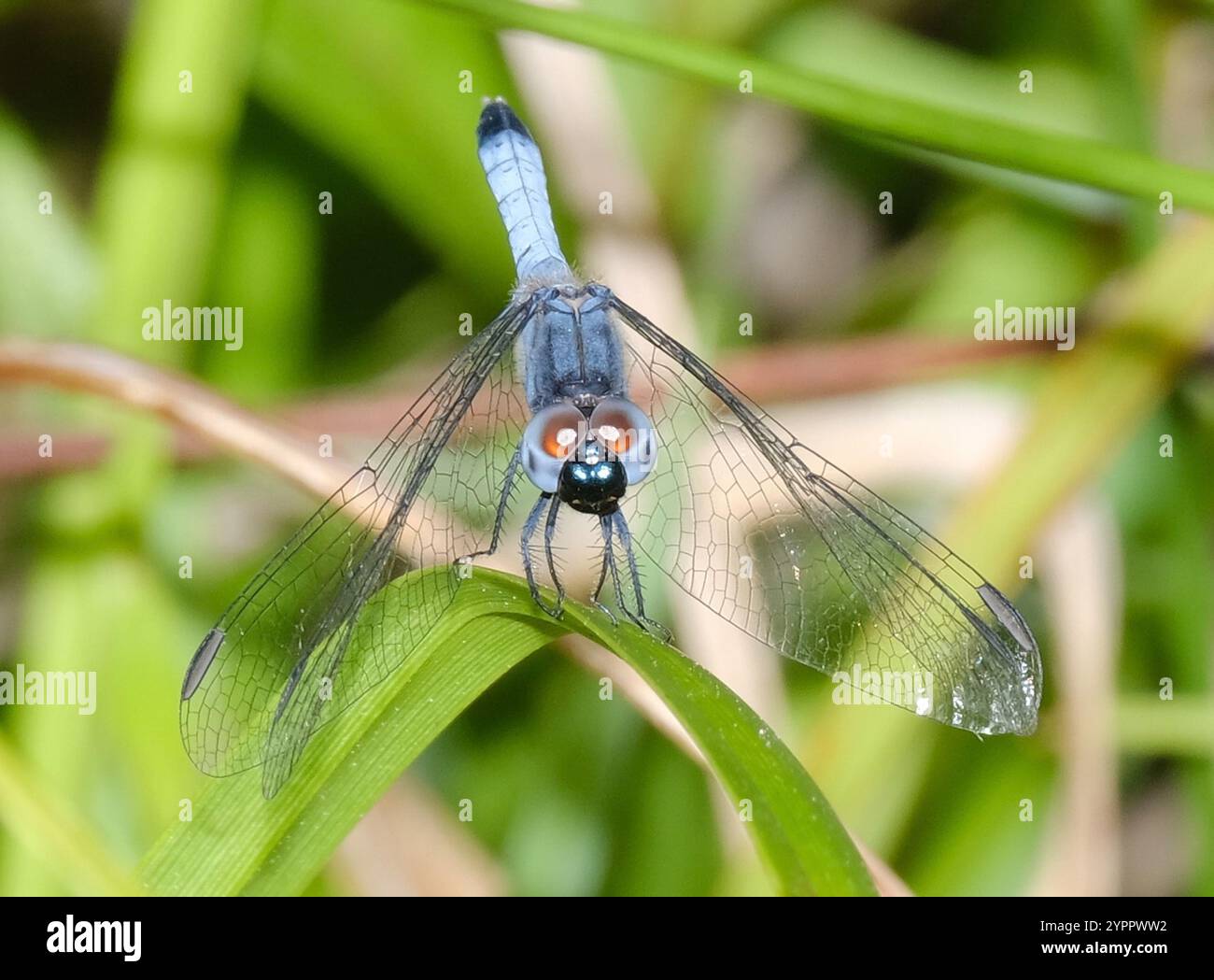 Little Blue Dragonlet (Erythrodiplax minuscula) Stockfoto
