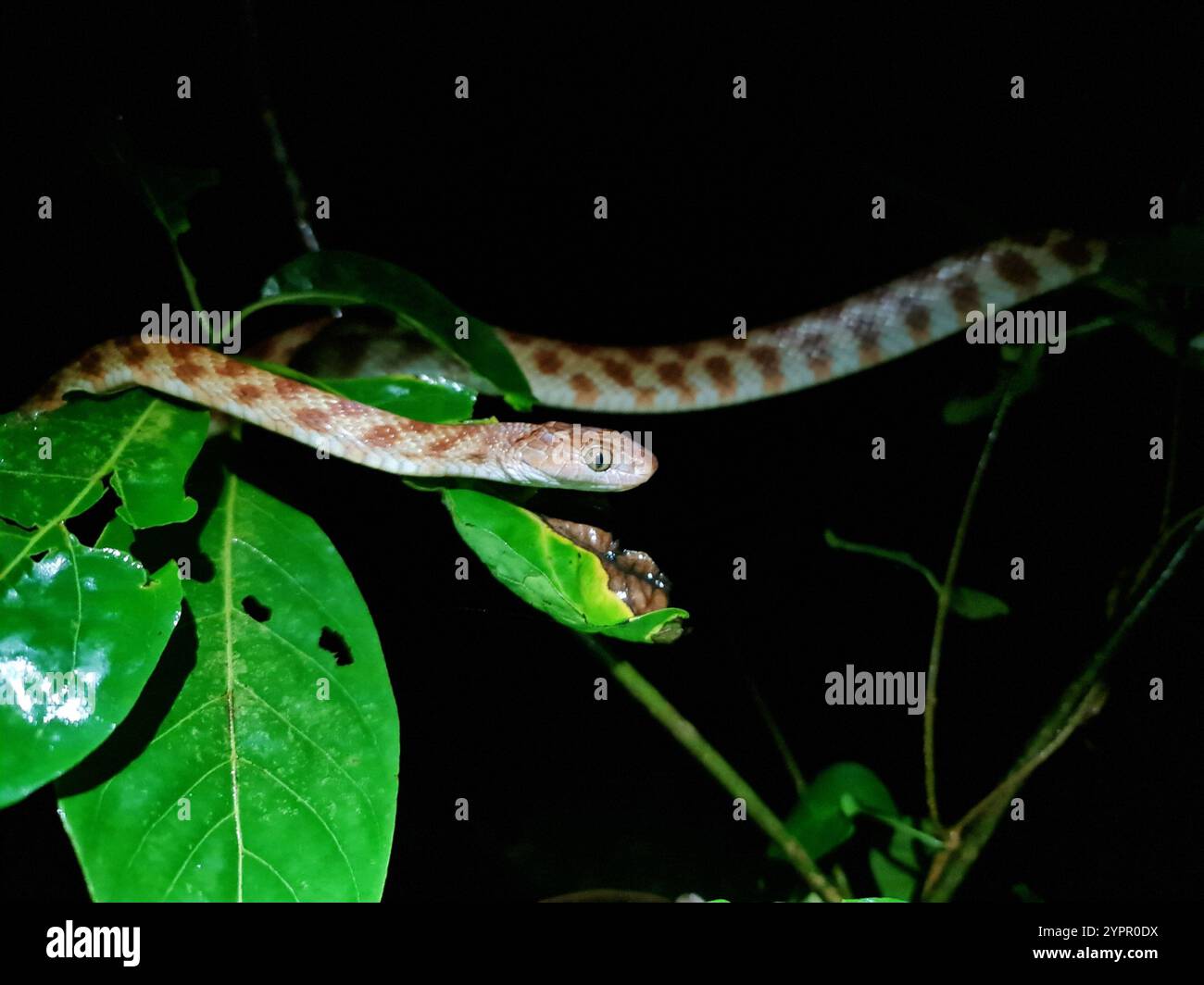 Braune Baumschlange (Boiga Irregularis) Stockfoto