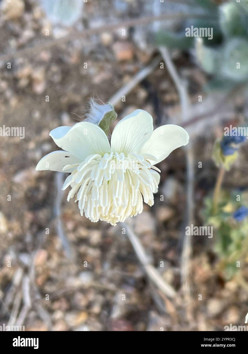 Creambecher (Platystemon californicus) Stockfoto