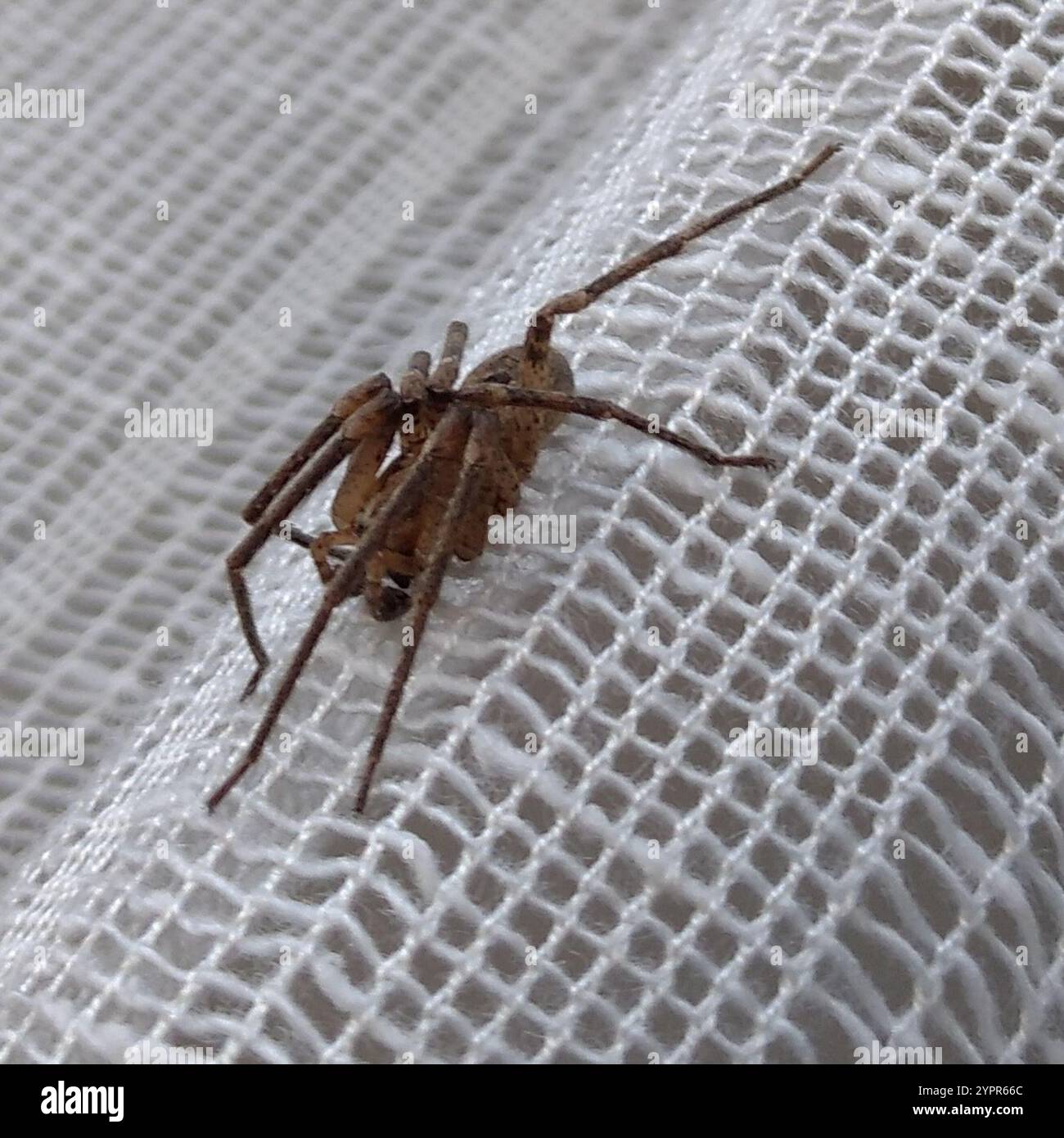 Mediterrane Stachelspinne mit falschem Wolf (Zoropsis spinimana) Stockfoto