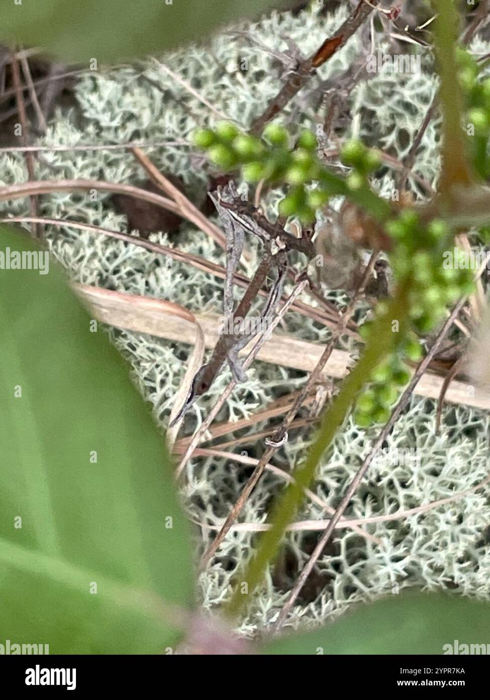 Atlantische Gifteiche (Toxicodendron pubescens) Stockfoto