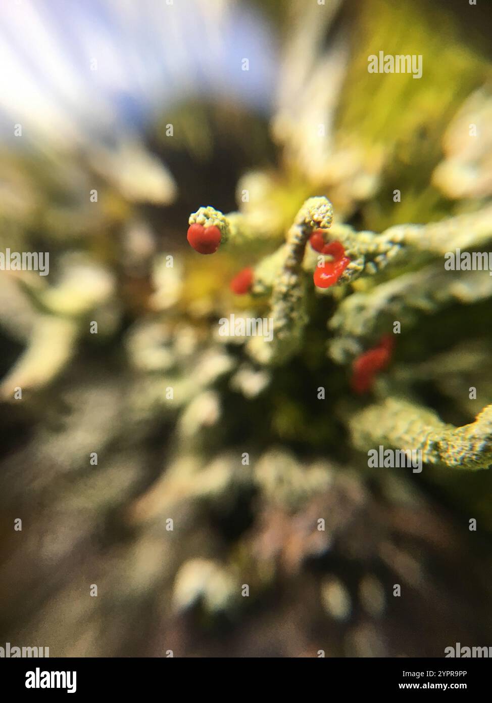 Lippenstift Powderhorn (Cladonia macilenta) Stockfoto