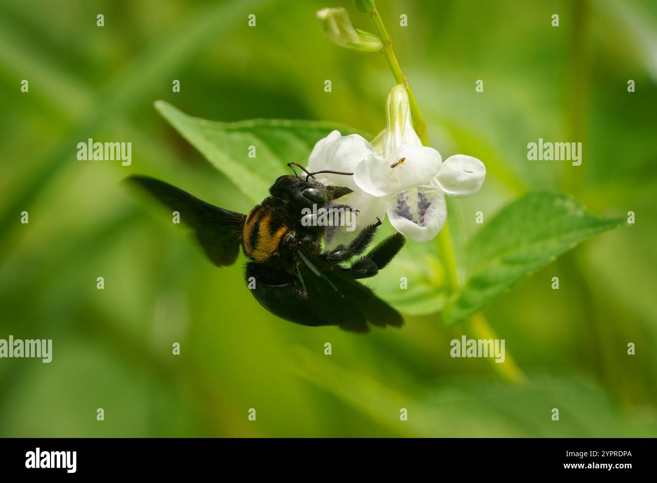 Large Carpenter Bee Xylocopa aestuans ist ein in Südostasien weit verbreitetes Insekt, große Bienen bestäuben die weiße Blüte auf dem grünen Hintergrund. Stockfoto