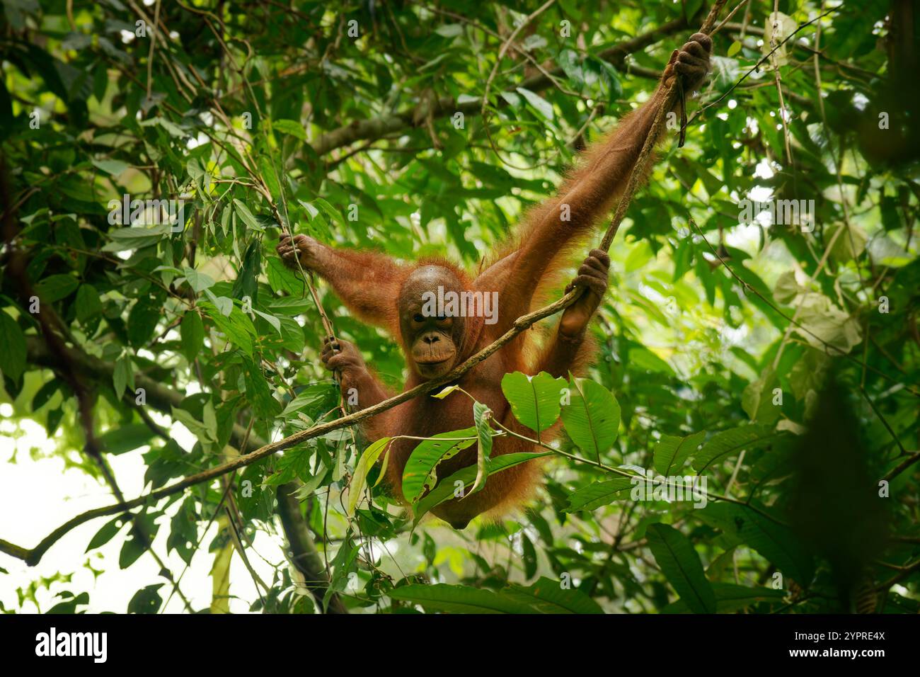 Bornean-Orang-Utan Pongo pygmaeus-Affen, endemisch auf Borneo, mit Sumatra-Orang-Utan (Pongo abelii) und Tapanuli-Orang-Utan (Pongo tapanuliensis) sind hoch Stockfoto