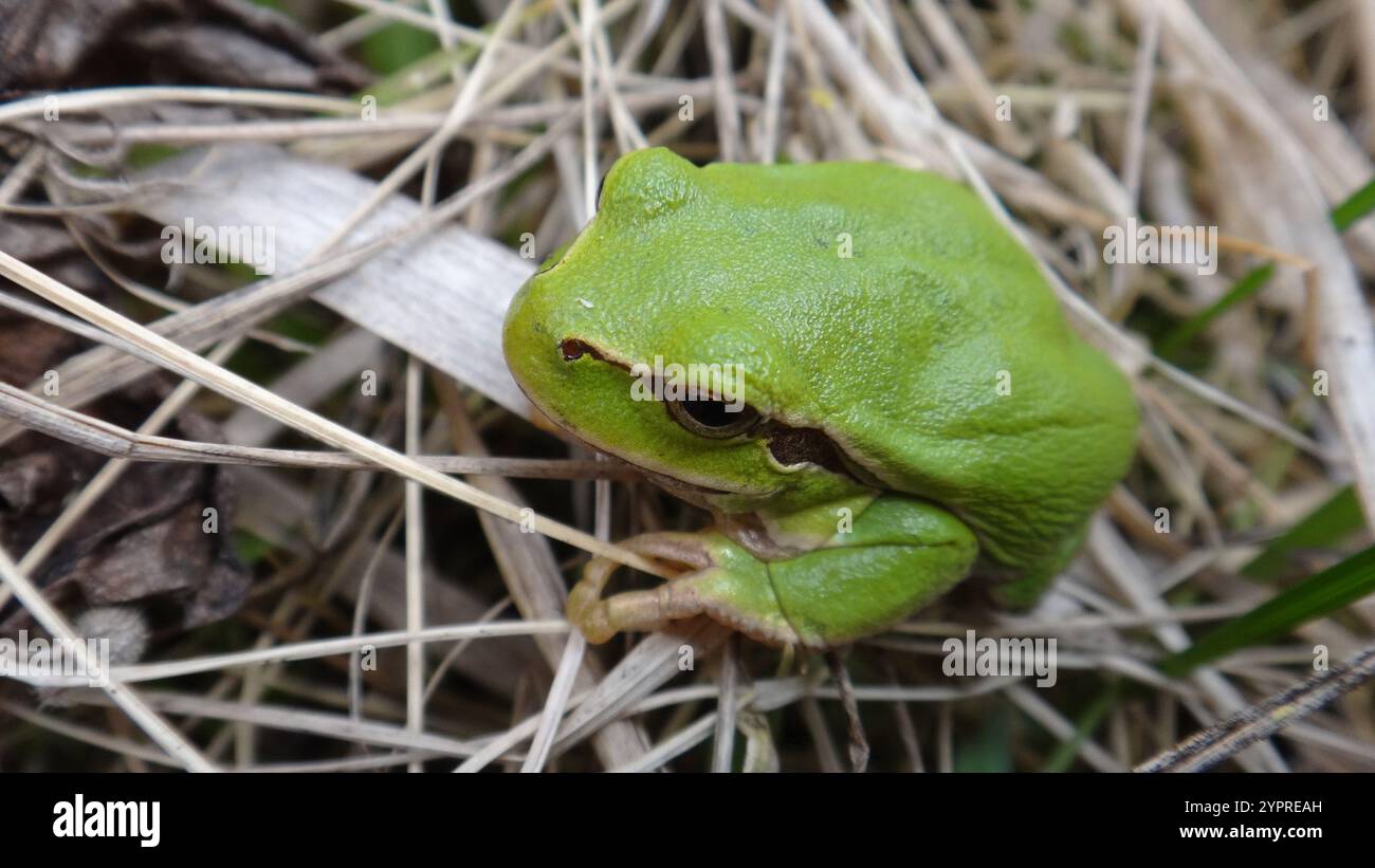 Östlicher Baumfrosch (Hyla orientalis) Stockfoto