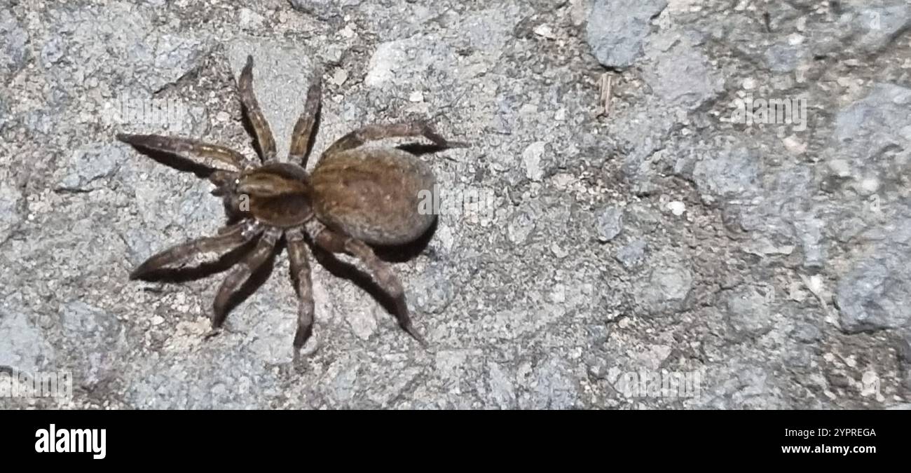 Rustikale Wolfsspinne (Trochosa ruricola) Stockfoto