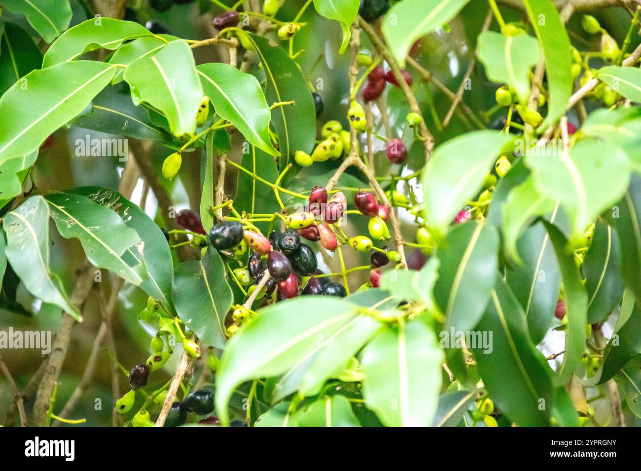 jamelão Früchte (Syzygium cumini) im Detail Stockfoto