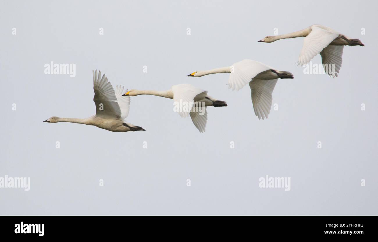 Familie von Whooper Swans (Cygnus cygnus) im Flug über Pilling Marsh, Lancashire, Großbritannien am 18. November 2024. Stockfoto
