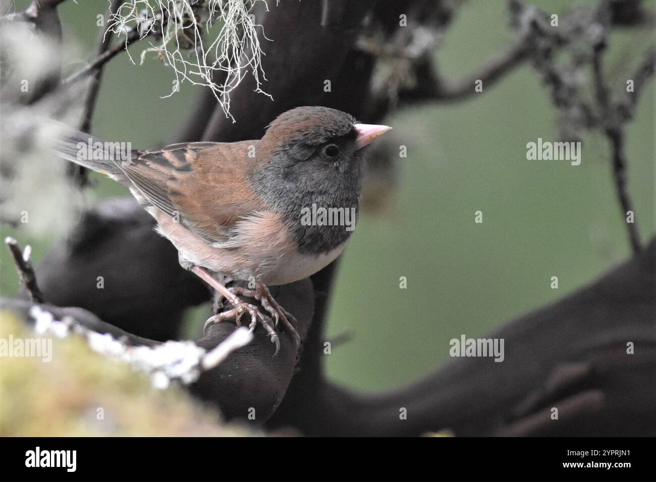Alaska Oregon Junco (Junco hyemalis oreganus) Stockfoto