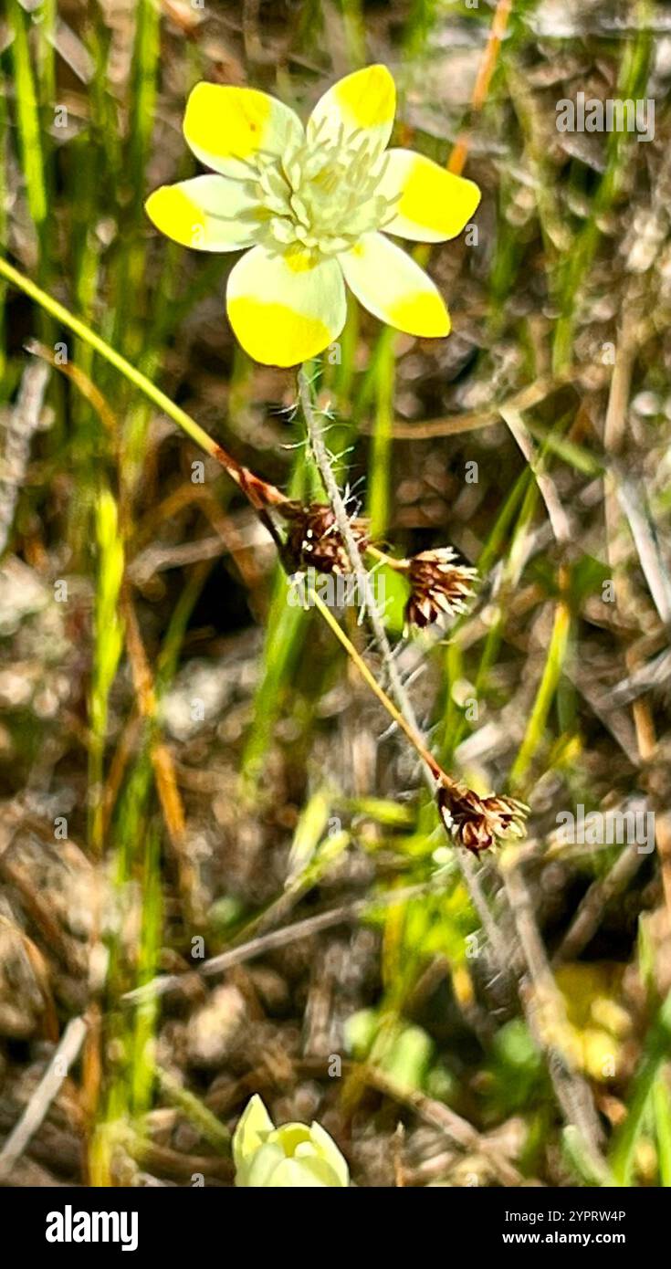 Creambecher (Platystemon californicus) Stockfoto