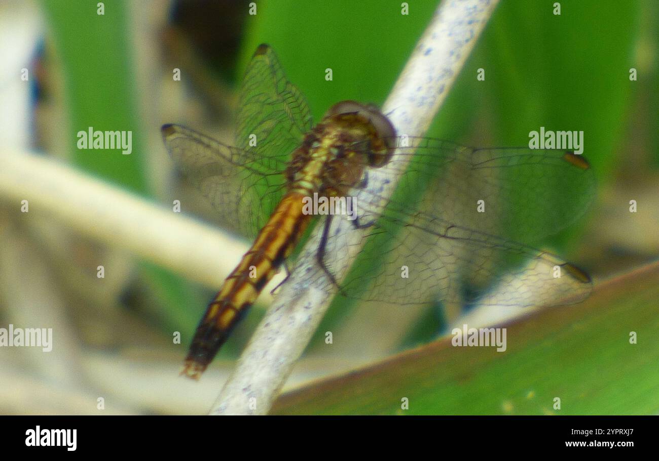 Little Blue Dragonlet (Erythrodiplax minuscula) Stockfoto