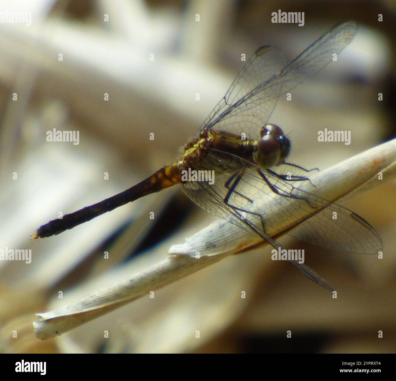 Little Blue Dragonlet (Erythrodiplax minuscula) Stockfoto