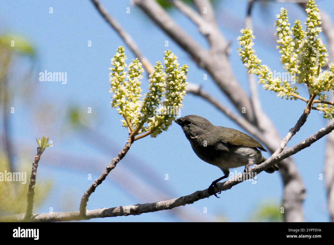 Grassquit mit schwarzem Gesicht (Melanospiza bicolor) Stockfoto