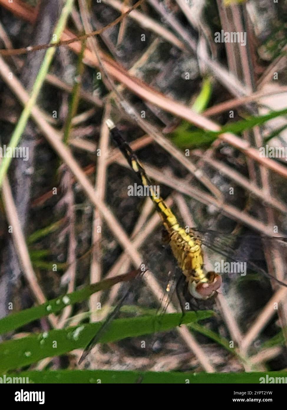 Little Blue Dragonlet (Erythrodiplax minuscula) Stockfoto