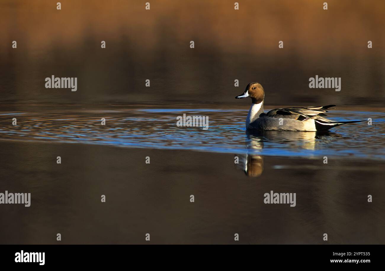 Drake Northern pintail Ente auf Süßwasserteich Stockfoto