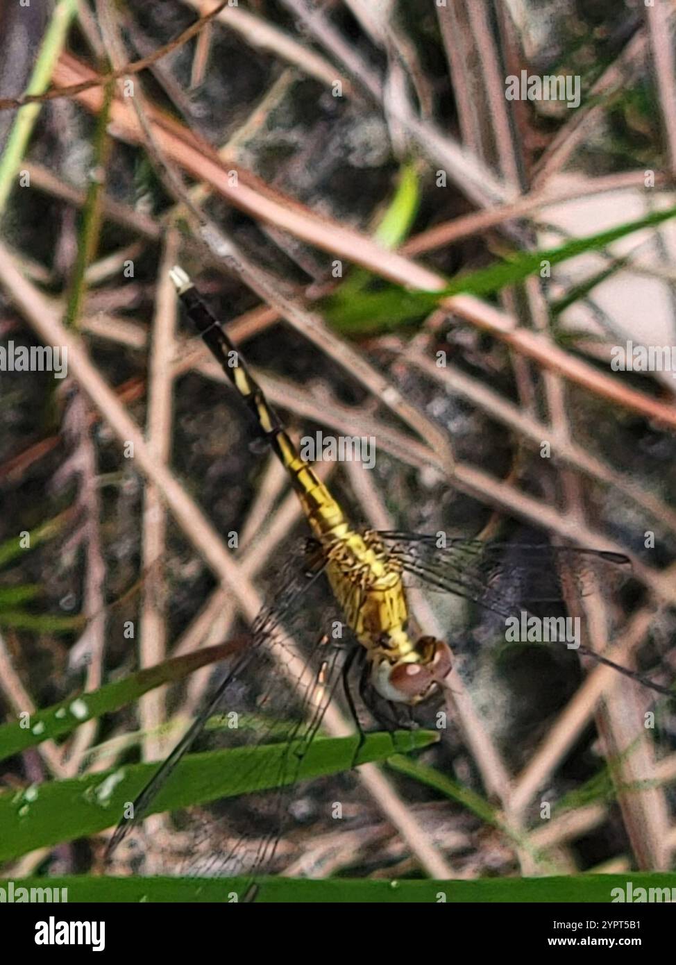 Little Blue Dragonlet (Erythrodiplax minuscula) Stockfoto
