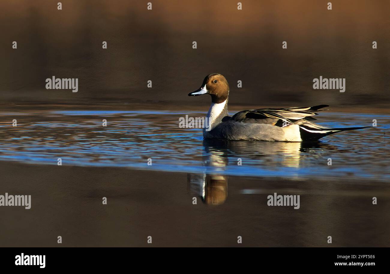 Drake Northern pintail Ente auf Süßwasserteich Stockfoto