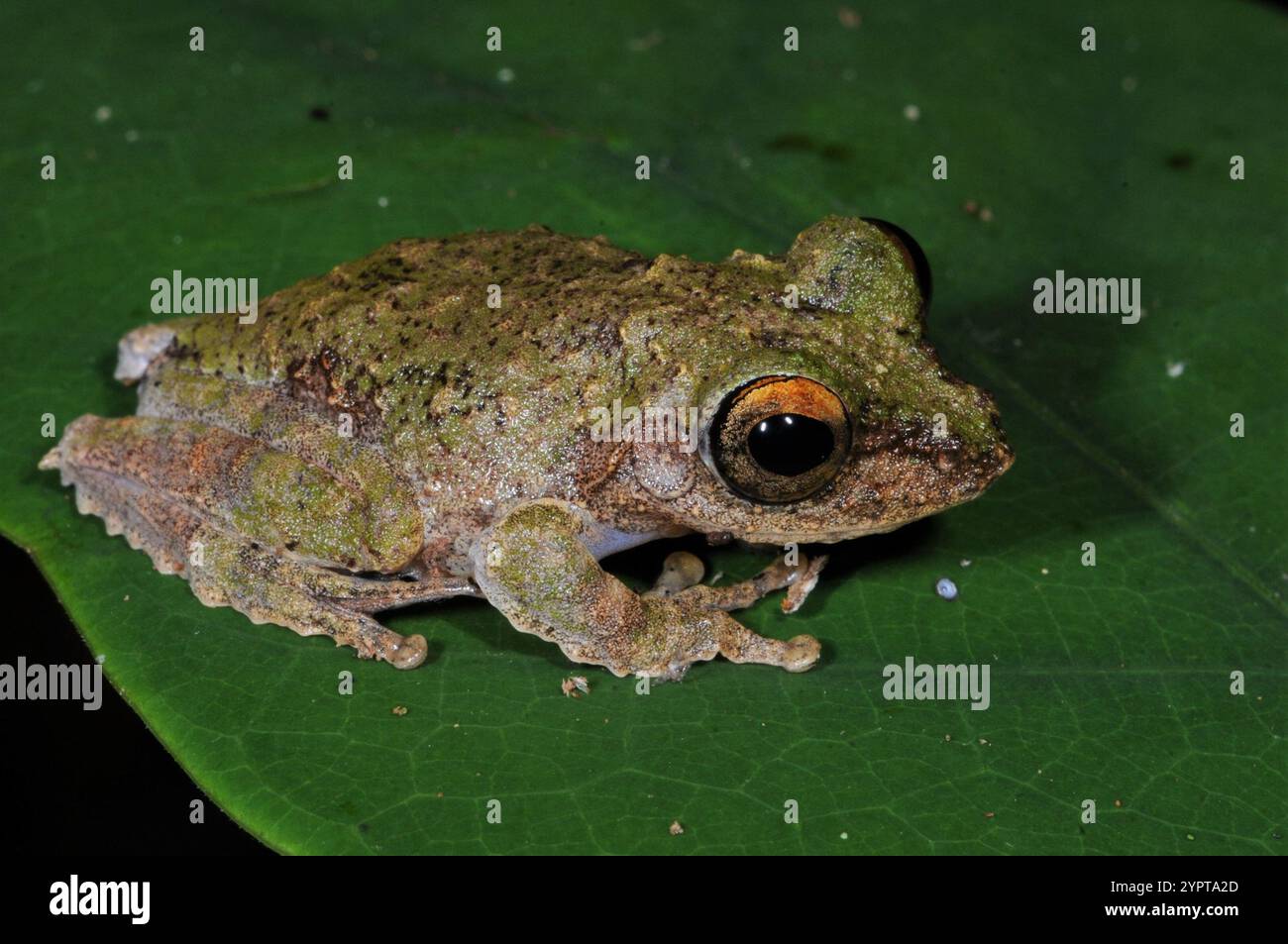 Chasen's Rüschenfrosch (Kurixalus chaseni) Stockfoto